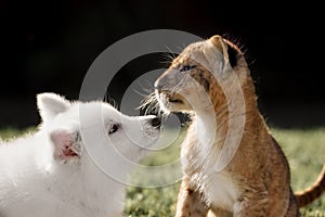 White Swiss Shepherds puppy and lion cub