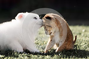 White Swiss Shepherds puppy and lion cub