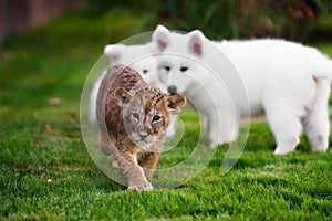 White Swiss Shepherds puppy and lion cub