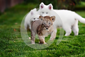 White Swiss Shepherds puppy and lion cub