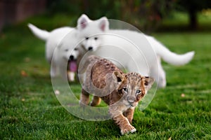 White Swiss Shepherds puppy and lion cub