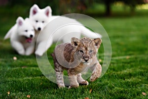 White Swiss Shepherds puppy and lion cub