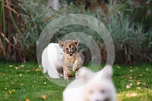 White Swiss Shepherds puppy and lion cub