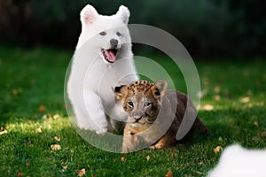 White Swiss Shepherds puppy and lion cub