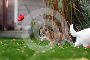 White Swiss Shepherds puppy and lion cub