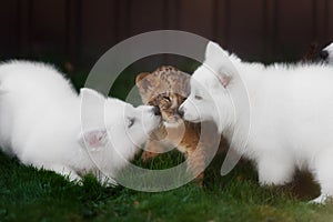 White Swiss Shepherds puppy and lion cub