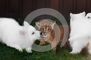 White Swiss Shepherds puppy and lion cub