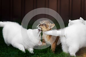 White Swiss Shepherds puppy and lion cub