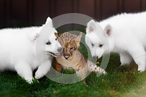 White Swiss Shepherds puppy and lion cub