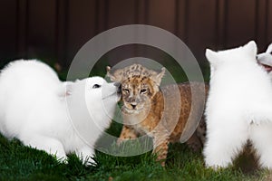 White Swiss Shepherds puppy and lion cub