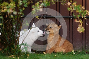 White Swiss Shepherds puppy and lion cub