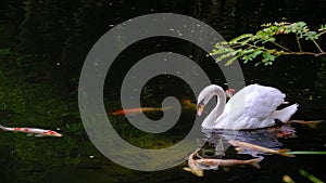 white swon in to the lake