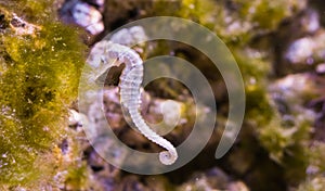 White Sydney seahorse in closeup, A endangered specie from Australia