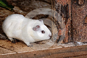 White Syrian hamster, Mesocricetus auratus