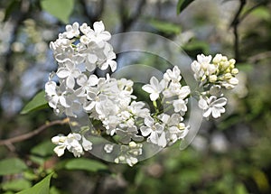 white Syringa in garden