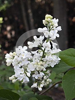 white Syringa in garden photo