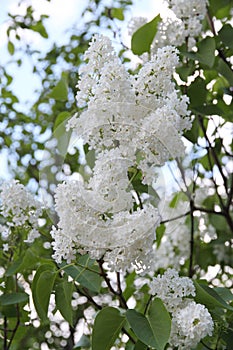 White Syringa Vulgaris blossoming in summer photo