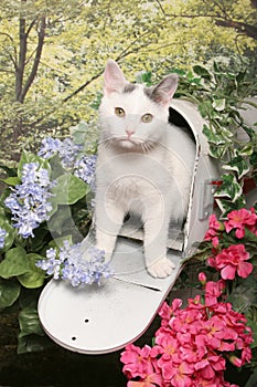 White Tabby Cat in A Mailbox