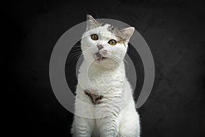 White Tabby cat making funny faces on black background. Scottish fold kitten looking something in studio.Hungry white cat with