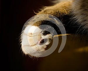 White And Tabby Cat's Paw Drooped