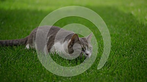 White tabby domestic cat preparing to attack while hunting in the lawn