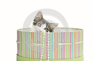 White tabby kitten inside striped hat box with pearls