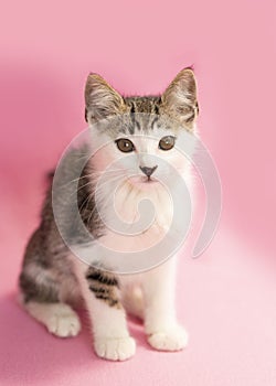 White tabby Kitten sitting upright on a pink background.