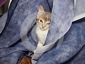 White and tabby kitty peeks out from blue fabric