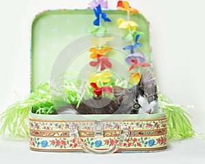 White tabby vacation kitten inside suitcase with flower lei necklace and grass skirt