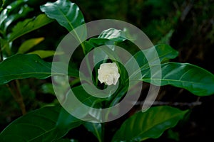 White Tabernaemontana divaricata flower