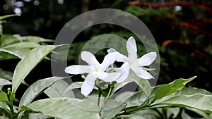 White Tabernaemontana divaricata flower, commonly called pinwheel flower.