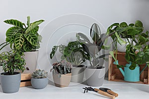 White table with different beautiful houseplants and gardening tools indoors