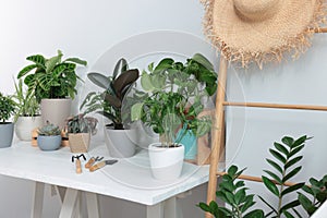White table with different beautiful houseplants indoors