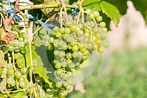 White table grapes ripening on vine