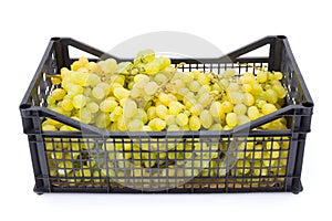 White table grapes (Vitis) in plastic crate photo