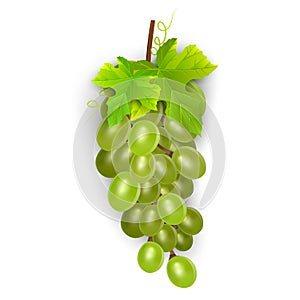 White table grapes, wine grapes. Fresh fruit, 3d vector icon set. Bunch of grapes ripe, vector eps 10