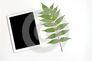 White tablet and white whalnut leaf on gray background