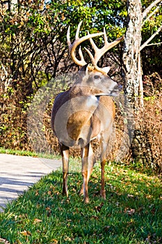 White Tail Buck