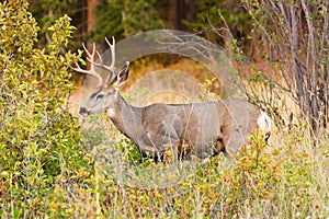 White Tail Buck