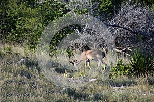 White Tail Buck Deer