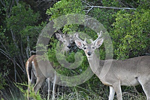 White Tail Buck Deer