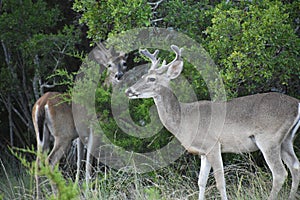 White Tail Buck Deer