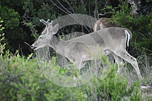 White Tail Buck Deer