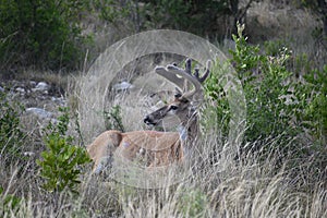 White tail buck deer laying down