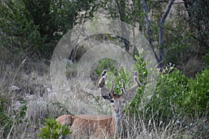 White tail buck deer laying down