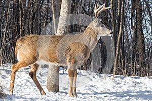 White Tail Buck in winter