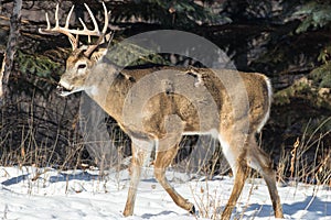 White Tail Buck in winter