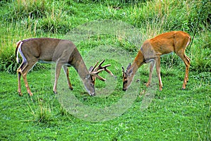 White-tail Bucks in Velvet  17847