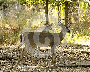 White tail couple