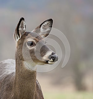 White-tail deer